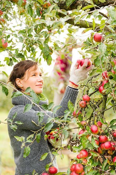 Fruit Picking Jobs in Canada with Visa Sponsorship